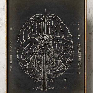 BRAIN Anatomy POSTER, Brain Chart, Scientific Illustration, Anatomical Drawing, Anatomy Print, Medical Doctor, Anatomy Art