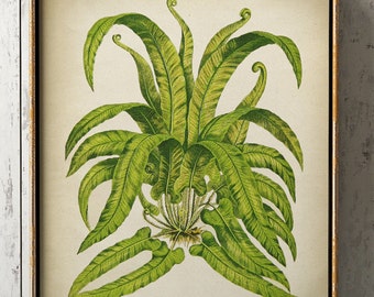 Vintage Fern Print: Botanical Wall Art, Cottage Decor