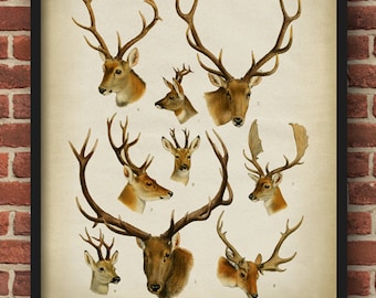 Deer antlers poster, deer antlers print, animals poster, zoological print, scientific illustration, deer antlers, naturalist illustration