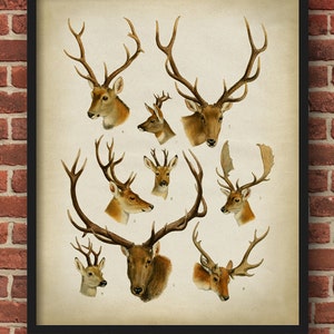 Deer antlers poster, deer antlers print, animals poster, zoological print, scientific illustration, deer antlers, naturalist illustration