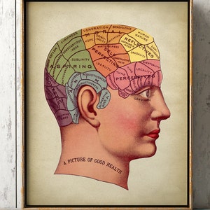 Anatomy print, phrenology, anatomy room decor, cranium study, medical poster, doctor wall art, anatomy wall decor, Fast Track Shipping