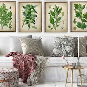 Ensemble d'impression botanique de 4 estampes de plantes vertes, illustration de fleurs, peinture d'herbes, art botanique vintage, fleurs anciennes