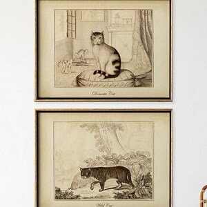 KATZE SET von 2, Hauskatze und Wildkatze Katze Poster, Katzen Kunst, Vintage Katze, Antike Katze, Katzenliebhaber Geschenk, Ungerahmt Kunst