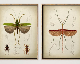 INSECT PRINT Set of 2, Insect Poster, Grasshopper Set, Insect Set Art, Antique Entomology Posters, Insect Wall Decor, Insect art