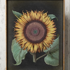 ZONNEBLOEM BOTANISCHE POSTER, bloemenprint, botanische print op oude zwarte achtergrond, bloemposter, keukendecor, kunst aan de muur