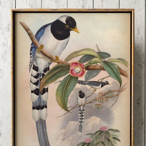 Stampa UCCELLO TROPICALE, Poster di uccelli esotici, Illustrazione di uccelli blu e verdi, Oggettistica per la casa, Arte della parete, Arte degli uccelli, Spedizione rapida primaverile