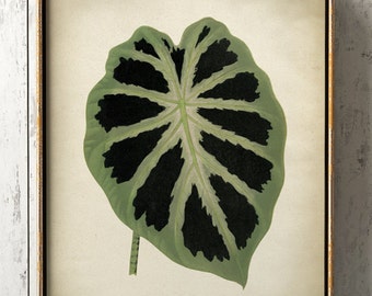 May include: A vintage botanical illustration of a large, green and black leaf with a prominent central vein. The leaf is surrounded by a white background and the text "Alocasia Jenningsii  K.L.H.  " is printed below the leaf.
