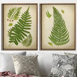 Ensemble de 2 impressions botaniques fougères, affiche de fougères, impressions de fougères, impression de plantes vertes, botanique antique, décoration murale botanique, herbes