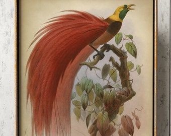 Stampa Giclée di uccelli del paradiso: arte murale di uccelli tropicali esotici