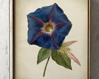 Blue morning glory BOTANICAL print, blue flower poster, flower art, vintage Botanical illustration, botanical wall decor Fast Track Shipping