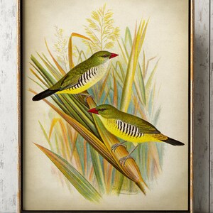 Stampa UCCELLO giallo, Poster di uccelli canori gialli carini, Poster di uccelli, Illustrazione di uccelli, Oggettistica per la casa, Arte della parete, Arte degli uccelli, Tempo di primavera