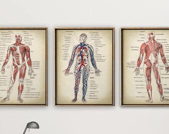 Anatomy Chart Etsy