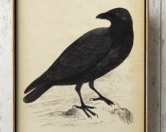 Raven Drawing Etsy - black raven print black crow print bird print crow picture crow art bird art bird drawing gothic decor vintage wall art