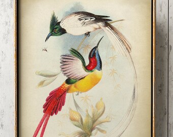 Stampa giclée di uccello del paradiso: illustrazione di uccello esotico tropicale
