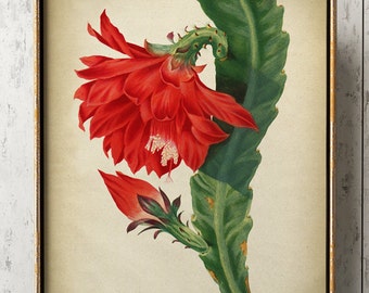 KAKTUSBLUME Botanischer Druck, Rote Blumen Druck, Kaktus Druck, Blumen Poster, Kaktus Poster, Kaktus Illustration, Blume,