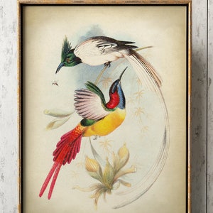 Stampa PARADISE BIRD, Poster di uccelli tropicali, Stampa di uccelli esotici, Illustrazione di uccelli, Arte della parete, Immagine di uccelli, Foto di uccelli multicolori, Arte degli uccelli