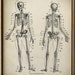 see more listings in the ANATOMY-SCIENCES  section