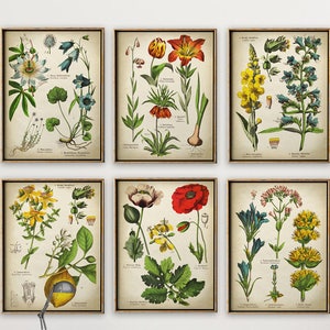BOTANICAL print SET of 6 Art Prints, Medicinal Plants, Botanical Poster, Flower Poster Print Set, Red Poppy, Passion Flower,
