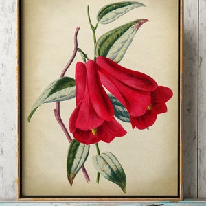 May include: Vintage botanical illustration of a red flower with green leaves. The flower has a bell shape and is depicted in a realistic style.