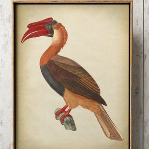 Grande stampa BIRD Hornbill, poster di uccelli, stampa Hornbill, stampa di uccelli esotici, illustrazione di uccelli, decorazioni per la casa, arte della parete, arte degli uccelli.