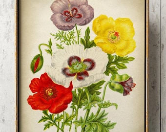 Impresión botánica de amapola roja: ilustración antigua de flor de opio