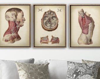 Conjunto de 3 láminas de anatomía vintage: cabeza, cráneo y torso