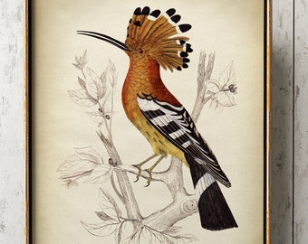 1958 Hoopoes Vintage Lithograph FramedUnframed - Giclee Fine Art Print