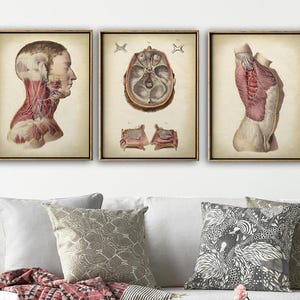 ANATOMY Print SET of 3, Anatomical Poster, Head Print, Cranium Print, Male Torso Print, Medical Print, Anatomy Chart, Vintage Anatomy