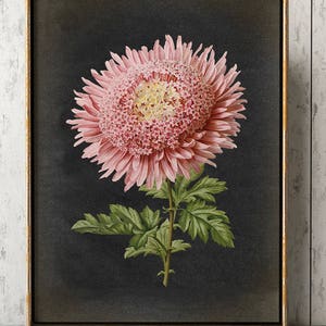 Botanical Poster, Pink Chrysanthemum Flower Print, vintage aesthetic, Black Background, Flower Poster, Kitchen decor Art Fast Track Shipping image 4