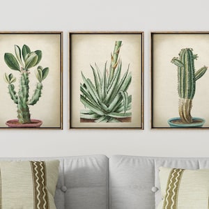 Conjunto de impresión de cactus botánicos de 3, conjunto de carteles botánicos de cactus de jardinería del desierto, impresiones de estilo vintage, envío rápido de arte de pared