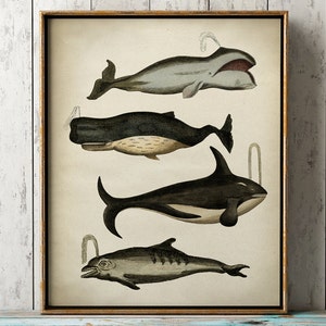 Impression baleines et dauphins, carte des baleines, affiche dauphin, décoration marine, décoration murale plage, créatures marines expédition accélérée