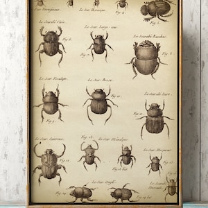 Large Beetle poster, Beetle poster A3, Beetle wall decor, scientific study, antique Beetle, aged black and white print Fast Track Shipping