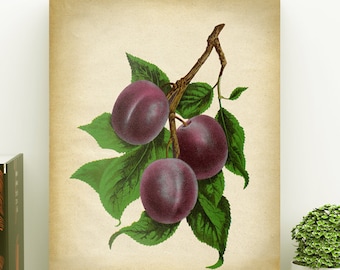 Plums botanical print, plum poster, purple fruit print, plum print, plum wall decor, botanical art, botanical print, fruit room decor