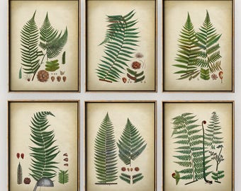 BOTANICAL FERN print Set of 6 Art Prints, Botanical Print Set, Botanical Poster, Fern Art, Wall Art, Fern Poster, Green Plants