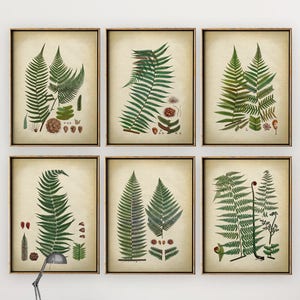 BOTANIK FARN Print Set mit 6 Art Prints, Botanische Drucke Set, Botanisches Poster, Farn Kunst, Wandkunst, Farn Poster, Grünpflanzen