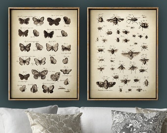 Insect Print Set: Antique Entomology Posters, Butterfly & Fly Wall Art