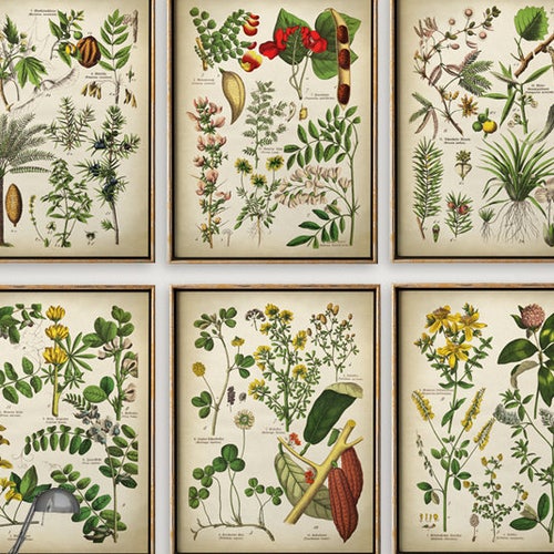 BOTANICAL Print SET of 9 Art Prints Botanical Set Botanical | Etsy