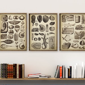 Ensemble de 3 imprimés fossiles, ensemble de fossiles de minéraux, de végétaux et d'animaux, affiche de carte des fossiles, étude de fossiles, lambi, coquillage, argonaute, primitif