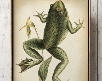 FROG Print, Green Frog Poster, Amphibian Poster, frog Illustration, Home Decor, Wall Art, Natural history Art Fast Track Shipping