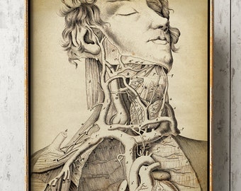 Stampa anatomica vittoriana: poster di anatomia umana, arte medica