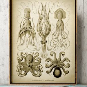 Octopus poster , squid print, cuttlefish wall decor, coastal decor beach home decor, wall decor, marine art Fast Track Shipping
