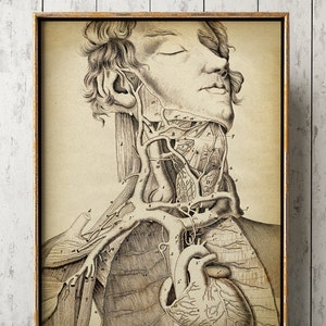 Anatomy print, anatomy poster, medical print, anatomical drawing, doctor gift, human anatomy, victorian antomy Fast Track Shipping