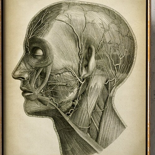 Head Anatomy Print Vintage Anatomy Poster Medical Wall Art Etsy