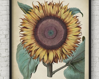 Sunflower BOTANICAL print, Sunflower poster, flower art, vintage Botanical illustration, botanical wall decor, big flower, yellow flower