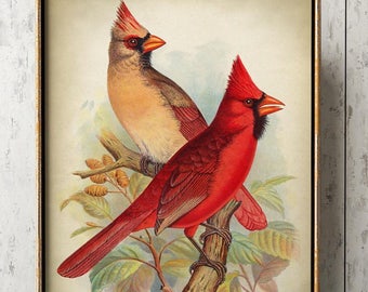 IMPRESSION D'OISEAUX, incroyable affiche d'oiseaux cardinaux de Virginie, photo d'oiseaux chanteurs, art de l'illustration scientifique, art de l'oiseau, dessin d'oiseau