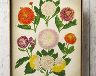 Chrysanthemums BOTANICAL Print, flowers Poster, Botanical Wall Decor, Antique Flower Art Print, Spring Decor, Floral, Blossom
