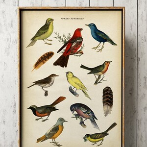 Bird poster, birds print, bird chart study poster, bird art, poultry art, ornithology chart, A3 poster Fast Track Shipping