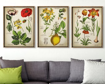 Botanisches Poster Set von 3, Botanisches Set, Blumen Print-Set, Heilpflanzen, Botanisches Poster, Botanische Wanddeko, Zitrone, Mohnblume