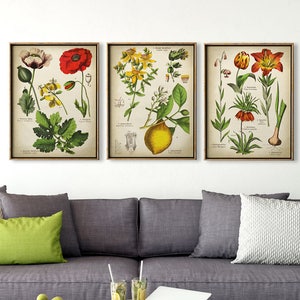 Botanische printset van 3, botanische set, bloemenprintset, geneeskrachtige planten, botanische poster, botanische wanddecoratie, citroen, klaproos