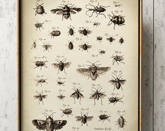 Antique Insect Chart Print: Vintage Entomology Wall Art